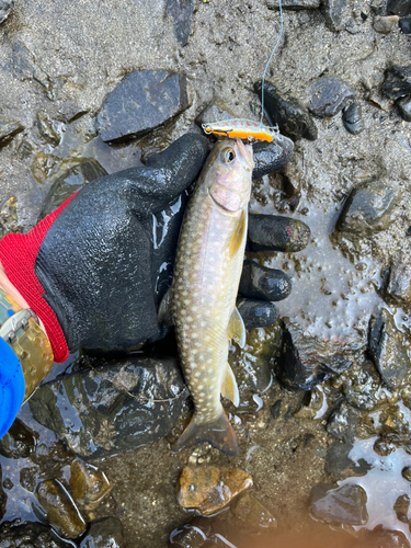 イワナの釣果