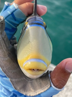 ムラサメモンガラの釣果