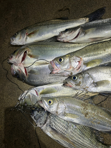 シーバスの釣果