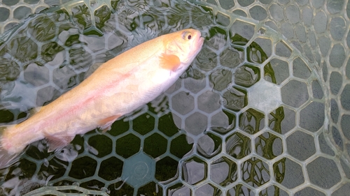 ニジマスの釣果