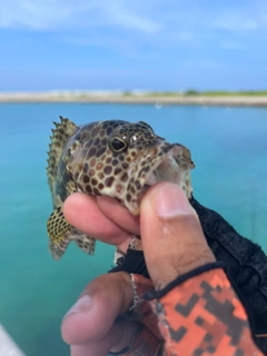 カンモンハタの釣果