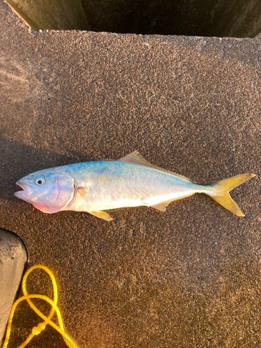 ワカシの釣果