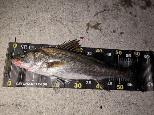 シーバスの釣果