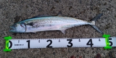 サゴシの釣果