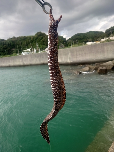 トラウツボの釣果