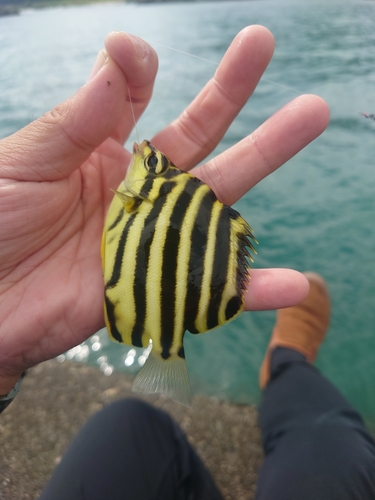 カゴカキダイの釣果