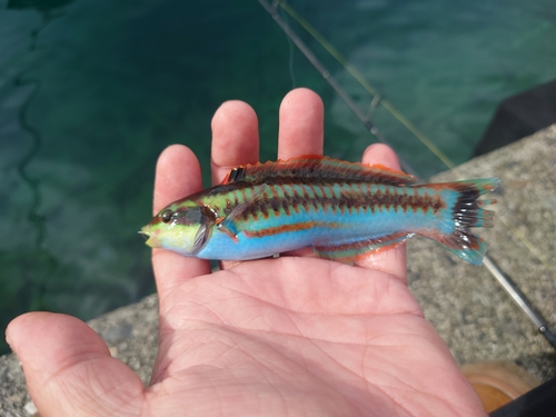 ニシキベラの釣果