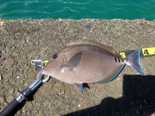 ニザダイの釣果