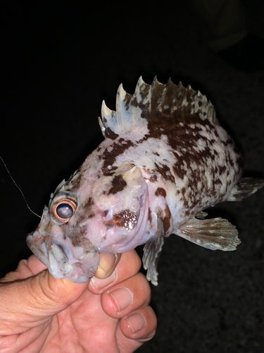 クロソイの釣果