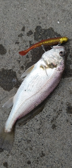 イシモチの釣果