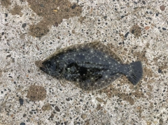 ソゲの釣果