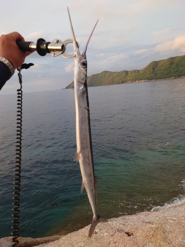 ダツの釣果