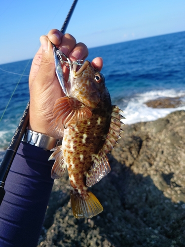 イソゴンベの釣果