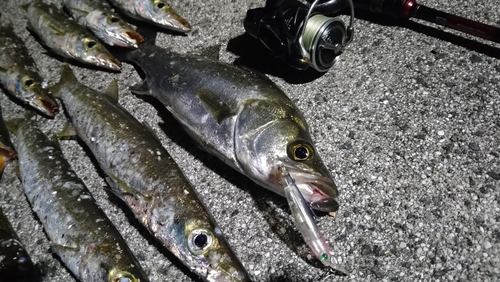 シーバスの釣果