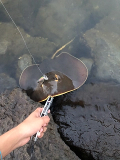 アカエイの釣果