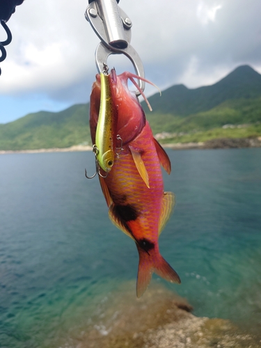 オジサンの釣果