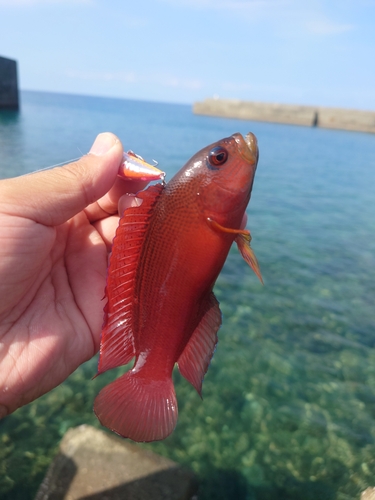 メギスの釣果