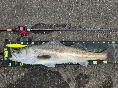 シーバスの釣果