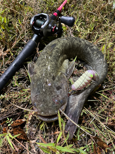 ナマズの釣果