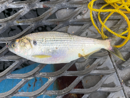 コノシロの釣果