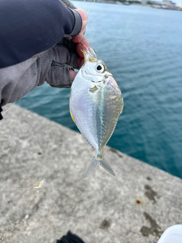 シマヒイラギの釣果