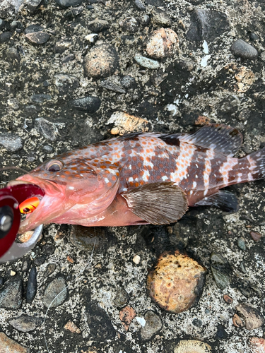 キジハタの釣果