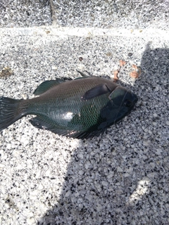 クチブトグレの釣果