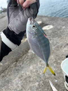 メッキの釣果