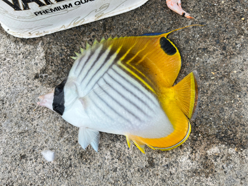 チョウチョウウオの釣果