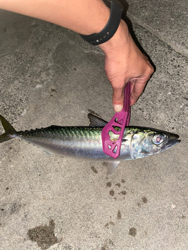 サバの釣果