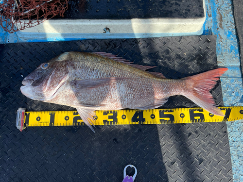 タイの釣果