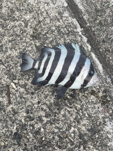 イシダイの釣果