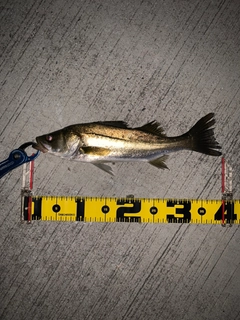 セイゴ(マルスズキ)の釣果