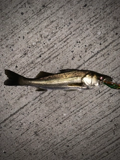 セイゴ(マルスズキ)の釣果