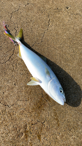 イナダの釣果