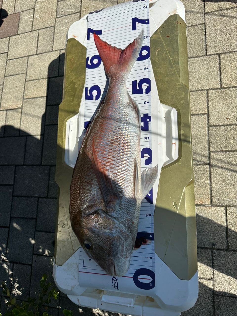 流星丸さんの釣果 1枚目の画像