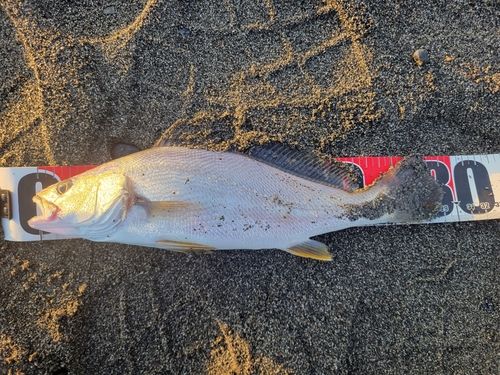 ニベの釣果