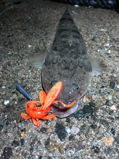 マゴチの釣果