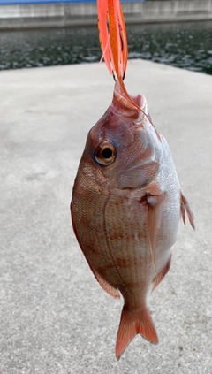 タイの釣果