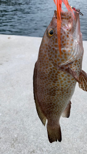 オオモンハタの釣果