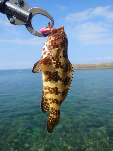 イシガキハタの釣果