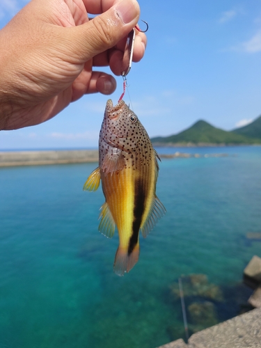 ホシゴンベの釣果