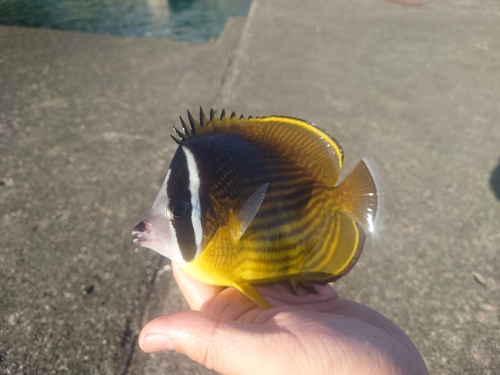 チョウチョウウオの釣果