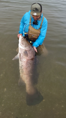 アカメの釣果