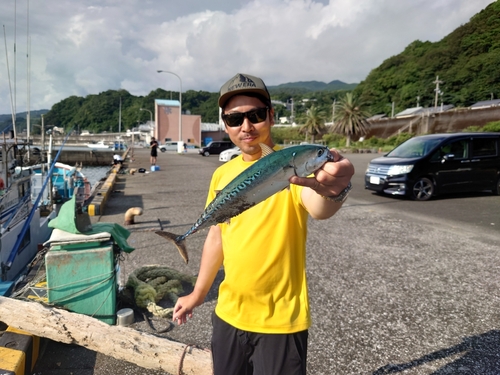 マルソウダの釣果