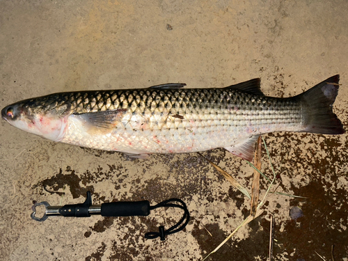 ボラの釣果