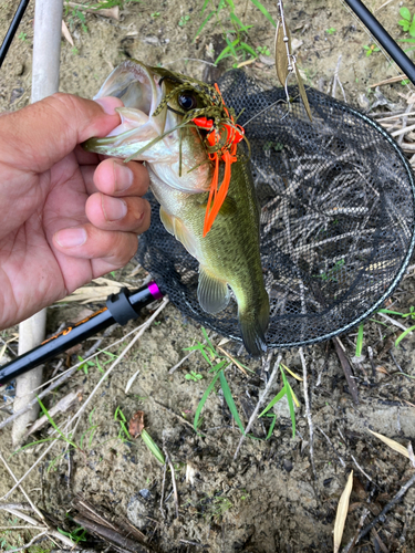 ブラックバスの釣果