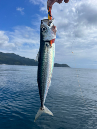 サバの釣果