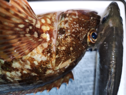 カサゴの釣果