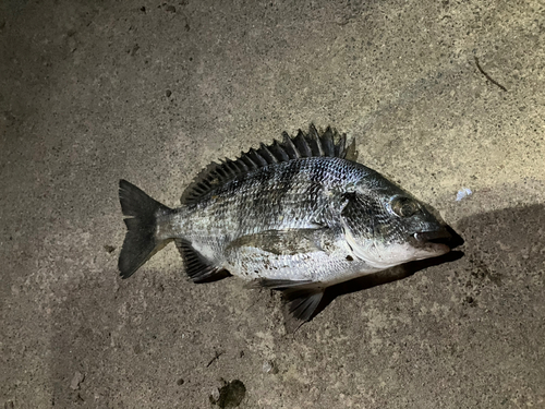 チヌの釣果